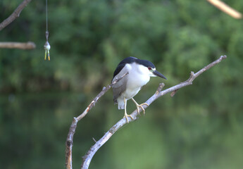 Black crowned night heron on branch with fishing lure