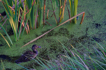 duckling floating among reeds