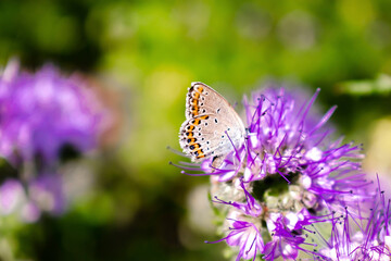 Close up of small bee bumblebee on purple blooming flower plant in meadow field. macro nature banner in summer in spring of honeybee with copy space. wildlife postcard background