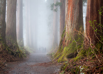 Cryptomeria trees of Togakushi Shrine in the fog in May, Nagano, Japan