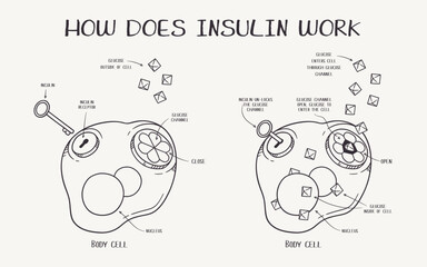 Hand drawn vector line art illustration explaining how does insulin work
