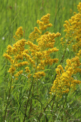 Bright yellow goldenrod (Solidago) flowers in bloom in a green field in Larimer County, Colorado in July. 