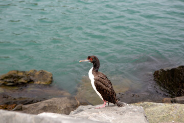 atlantic puffin or common puffin