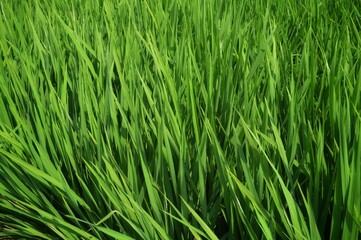 Obraz premium paddy in the field