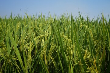 Fototapeta premium paddy in the field