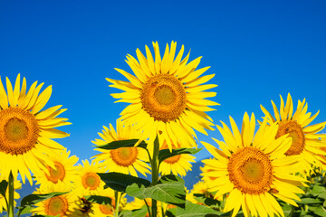 field of sunflowers against sky