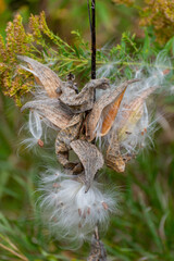 Common Milkweed Plant In Seed In Late September In Wisconsin