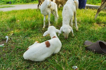 cute goat eating grass