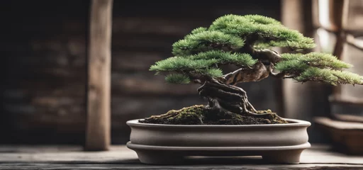 Foto op Plexiglas immagine primo piano di elegante bonsai di conifera in raffinato vaso in ceramica con sottovaso, tavolo in legno rustico, sfondo interno sfuocato © divgradcurl