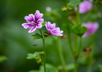 beautiful flower close-up in summer