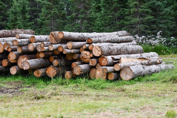 pile of logs in a field