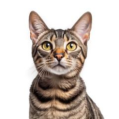 European Shorthair Cat, isolated on transparent, PNG, HD