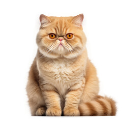 Naklejka na ściany i meble Exotic Shorthair Cat, isolated on transparent, PNG, HD