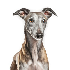 Greyhound Dog, isolated on transparent, PNG, HD