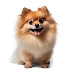 Pomeranian Dog , isolated on transparent, PNG, HD