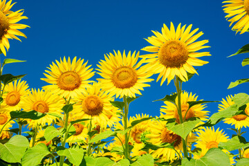 sunflower field in the summer