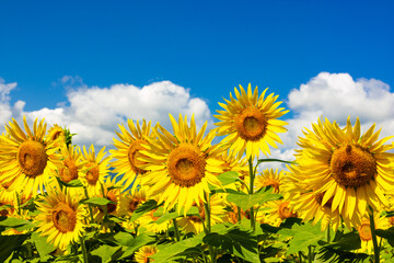 field of sunflowers against sky