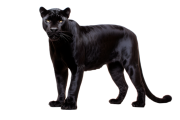 Panther isolated on a transparent background. Animal left side view portrait.