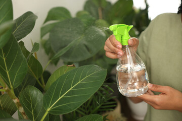 Woman spraying beautiful houseplants with water, closeup