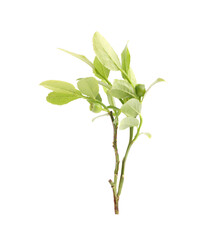 Bilberry branch with fresh green leaves isolated on white