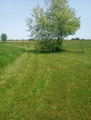 Tree in the meadow