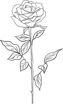 black and white rose svg illustration