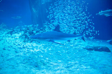 Fototapeta premium aquarium