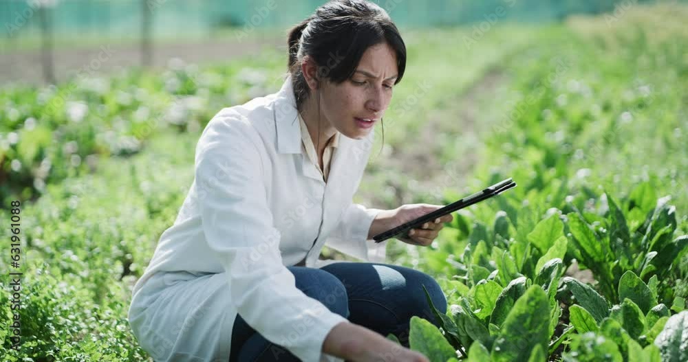 Sticker Tablet, plant farmer or woman in greenhouse for crops inspection or eco growth science research. Nature sustainability, digital tech or scientist studying leaves, leaf or chemistry innovation online