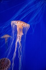 jellyfish