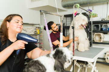 Hispanic pet groomers blow drying wet dogs