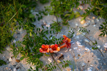 Piney Point, Maryland, USA A Trumpet creeper flower growing on the beach of the Chesapeake Bay.