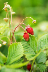 fresh strawberries growing on a garden bed