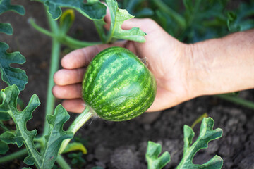 small watermelon in green leaves lies in a male hand, an organic product on farm