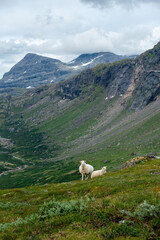 Sheep grazing the hills of Okstindan mountain range, Helgeland, Northern Norway. Får in Nordnorge. Sheep in mountains. Green mountains at Rabothytta with mother ewe and lamb. Sauer of Okskolten. 