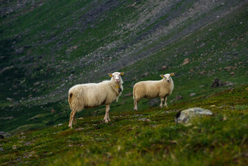Fototapeta premium Sheep grazing the hills of Okstindan mountain range, Helgeland, Northern Norway. Får in Nordnorge. Sheep in mountains. Green mountains at Rabothytta with mother ewe and lamb. Sauer of Okskolten. 