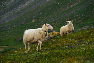 Fototapeta premium Sheep grazing the hills of Okstindan mountain range, Helgeland, Northern Norway. Får in Nordnorge. Sheep in mountains. Green mountains at Rabothytta with mother ewe and lamb. Sauer of Okskolten. 