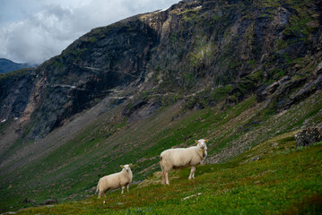 Sheep grazing the hills of Okstindan mountain range, Helgeland, Northern Norway. Får in Nordnorge. Sheep in mountains. Green mountains at Rabothytta with mother ewe and lamb. Sauer of Okskolten. 