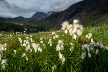 Sunset light shining on common cottongrass (Eriophorum angustifolium, Duskmyrull, duskull) on the slopes of Okstindan mountainrange on way to Rabothytta, Hemnes, Helgeland, Nordnorge. Mountain flower