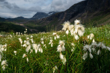 Sunset light shining on common cottongrass (Eriophorum angustifolium, Duskmyrull, duskull) on the...