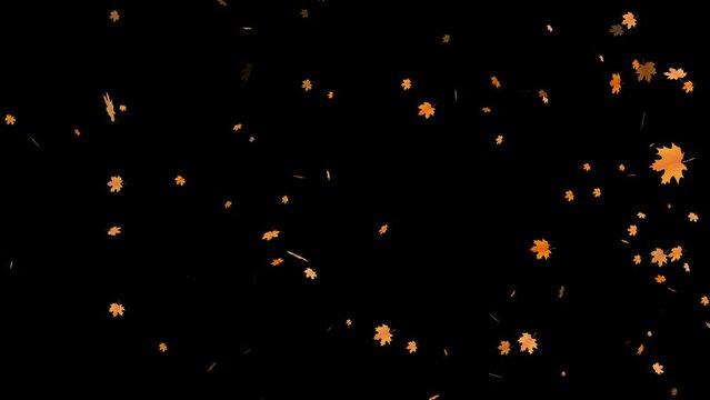 Fall autumn. Falling autumn maple leaves animation. Element footage on black background.Fall loop Animation .Easy to use and change color.This work have alpha channel.