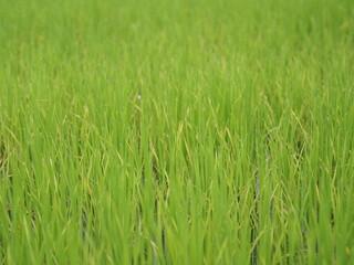 green grass background