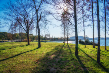 woods in beautiful city park