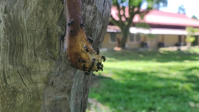 passageway in and out of a stingless beehive made of wax. Honey cultivation video concept in the yard