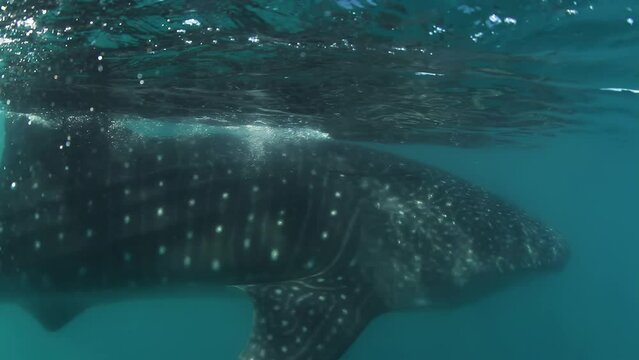 whale shark filmed underwater