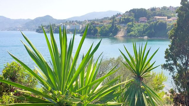 Shot of Beautiful colorful island for summer vacation and travel in Pontikonisi Corfu, Kerkyra, Greece. Beautiful Mouse island with wild plants in the foreground.