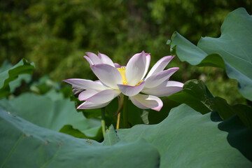 isolated pink lotus flower fully blossoms in the pond in sunny morning day