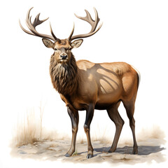 Naklejka na ściany i meble Brushstroke watercolor style realistic full body portrait of a elk on white background Generated by AI 01