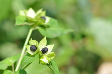 Milabis jalapa peru or clock flower seeds selective focus