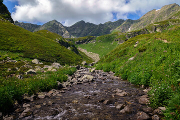 View of the Malaya Dukka River against the background of the Arkasar ridge in the North Caucasus on a sunny summer day, Arkhyz, Karachay-Cherkessia, Russia © Ula Ulachka