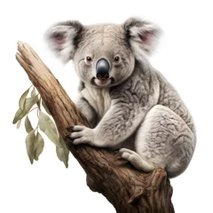 Foto auf Acrylglas Brushstroke watercolor style realistic full body portrait of a koala on white background Generated by AI 06 © 文广 张